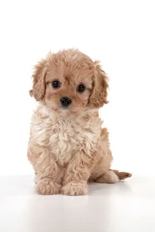 Dog Cavapoo puppy ( 7 wks old ) on white background