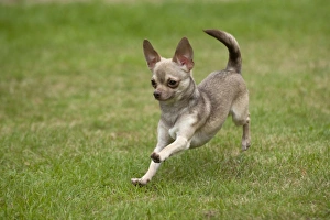 DOG - Chihuahua playing in garden DOG - Chihuahua playing in garden