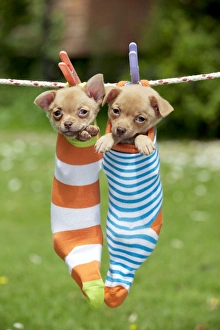 DOG - Chihuahua puppies hanging in socks (4 weeks) DOG - Chihuahua puppies hanging in socks (4 weeks)