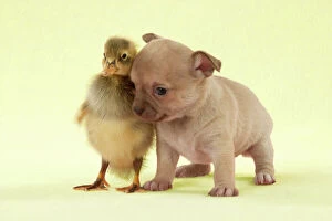 Images Dated 28th June 2012: DOG - Chihuahua puppy standing with duckling (4 weeks) Digital Manipulation: background to yellow