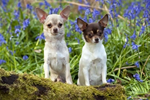 DOG - Chihuahuas - in bluebells DOG - Chihuahuas - in bluebells