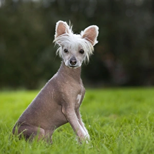 Dog - Chinese Crested Dog - in garden Dog - Chinese Crested Dog - in garden
