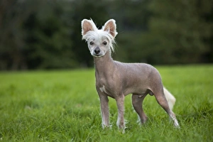 Dog - Chinese Crested Dog - in garden Dog - Chinese Crested Dog - in garden