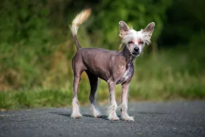 Animals/pets dogs toy chinese crested/dog chinese crested dog road Animals/pets dogs toy chinese crested/dog chinese crested dog road