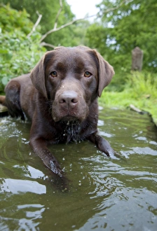 DOG - Chocolate labrador laying in shallow water DOG - Chocolate labrador laying in shallow water