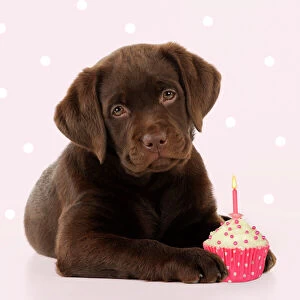 DOG - Chocolate Labrador puppy laying down with cup cake