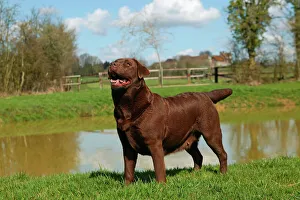 Dog - Chocolate Labrador Retriever Dog - Chocolate Labrador Retriever