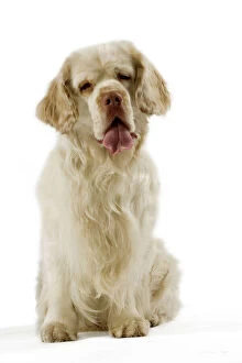 Images Dated 8th April 2006: Dog - Clumber Spaniel - Sitting down