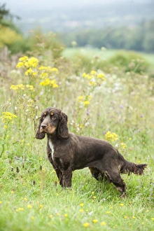 <b class=qtipBold><figcaption>DOG - Cocker spaniel</figcaption></b><br>JD-22900 DOG - Cocker spaniel ALSO KNOWN AS ENGLISH COCKER SPANIEL John Daniels <br><em>© ¬ John Daniels / ardea.com</em> DOG - Cocker spaniel