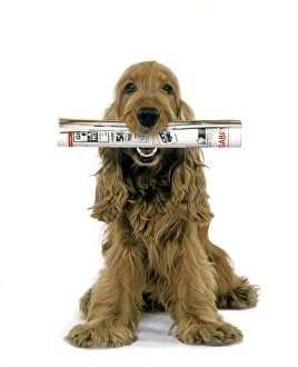 Dog - Cocker Spaniel, holding newspaper in mouth Dog - Cocker Spaniel, holding newspaper in mouth