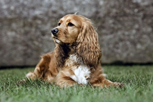 Dog - Cocker Spaniel lying down on grass Dog - Cocker Spaniel lying down on grass