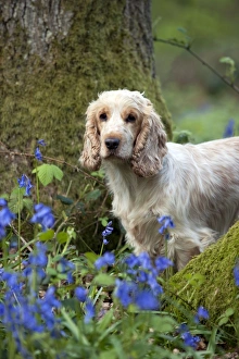 DOG - Cocker Spaniel (orange roan) - standing betweens trees in bluebells DOG - Cocker Spaniel (orange roan) - standing betweens trees in bluebells