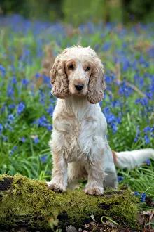 DOG - Cocker Spaniel (orange roan) in bluebells DOG - Cocker Spaniel (orange roan) in bluebells