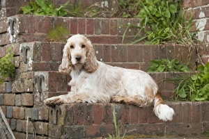 DOG - Cocker Spaniel (orange roan) - laying on steps DOG - Cocker Spaniel (orange roan) - laying on steps