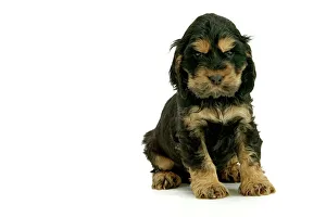 <b class=qtipBold><figcaption>Dog - Cocker Spaniel puppy</figcaption></b><br>LA-1306 Dog - Cocker Spaniel puppy Jean Michel Labat Please note that prints are for personal display purposes only and may not be reproduced in any way.<br><em>© Jean Michel Labat / ardea.com</em> Dog - Cocker Spaniel puppy