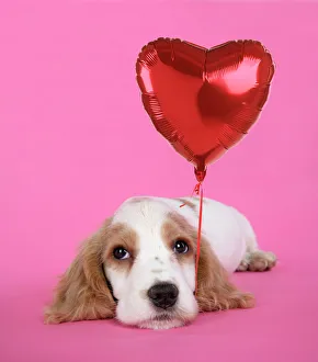 DOG. Cocker Spaniel puppy - with heart shaped balloon DOG. Cocker Spaniel puppy - with heart shaped balloon