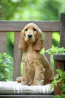 Dog - Cocker Spaniel sitting on bench Dog - Cocker Spaniel sitting on bench
