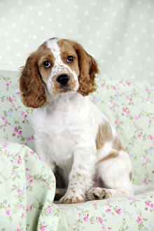 DOG - Cocker spaniel sitting on chair DOG - Cocker spaniel sitting on chair