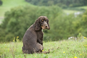 DOG - Cocker spaniel sitting looking over its shoulder DOG - Cocker spaniel sitting looking over its shoulder