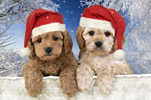 Dog - Cockerpoo puppies (7 weeks old) looking over fence wearing Christmas hats in snow Dog - Cockerpoo puppies (7 weeks old) looking over fence wearing Christmas hats in snow