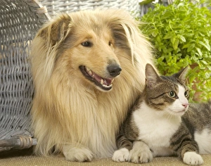 Dog - Collie sitting with Tabby and White Cat Dog - Collie sitting with Tabby and White Cat