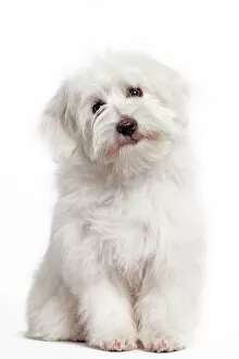 Images Dated 24th October 2010: Dog - Coton de Tulear