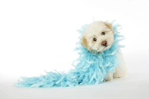 DOG - Coton de Tulear puppy (8 wks old) wearing a feather boa DOG - Coton de Tulear puppy (8 wks old) wearing a feather boa