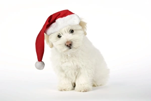 DOG - Coton de Tulear puppy ( 8 wks old ) wearing Christmas hat DOG - Coton de Tulear puppy ( 8 wks old ) wearing Christmas hat