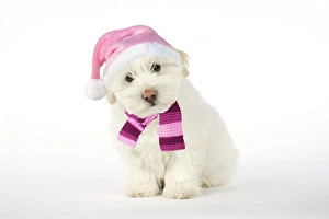 DOG - Coton de Tulear puppy ( 8 wks old ) wearing pink hat & scarf DOG - Coton de Tulear puppy ( 8 wks old ) wearing pink hat & scarf