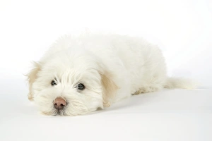 DOG - Coton de Tulear puppy (8 wks old) DOG - Coton de Tulear puppy (8 wks old)