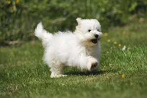 Dog - Coton de Tulear - running in the garden Dog - Coton de Tulear - running in the garden
