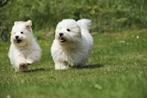 Images Dated 25th May 2010: Dog - Coton de Tulear - running next to each other in the garden