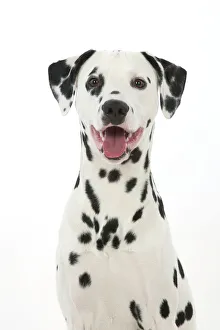 DOG - Dalmatian with its tongue out (head shot) DOG - Dalmatian with its tongue out (head shot)