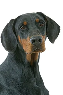 <b class=qtipBold><figcaption>Dog - Doberman</figcaption></b><br>LA-3667 Dog - Doberman Jean Michel Labat Please note that prints are for personal display purposes only and may not be reproduced in any way.<br><em>© J.M.Labat/ardea.com</em> Dog - Doberman