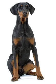 Dog - Doberman Pinscher / Dobermann Dog - Doberman Pinscher / Dobermann