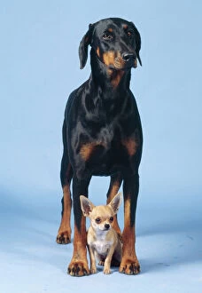 DOG - Dobermann / Doberman Pinscher & Chihuahua