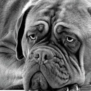 Thoughtful Collection: Dog - Dogue de Bordeaux. Black & White