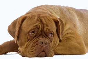Images Dated 17th January 2007: Dog - Dogue de Bordeaux / Bordeaux / French Mastiff in studio
