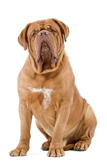 Delivery driver's French Mastiff Roxy perfects the 'white van man