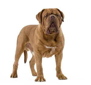 Dog - Dogue de Bordeaux / Bordeaux Mastiff / French Mastiff / Bordeauxdog Dog - Dogue de Bordeaux / Bordeaux Mastiff / French Mastiff / Bordeauxdog