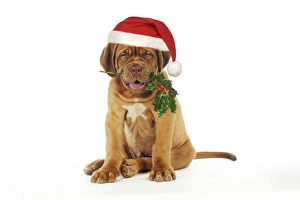DOG -Dogue de bordeaux puppy sitting down holding holly wearing Christmas hat DOG -Dogue de bordeaux puppy sitting down holding holly wearing Christmas hat