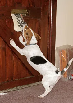 DOG - at door. Jack Russell takes paper from letterbox DOG - at door. Jack Russell takes paper from letterbox