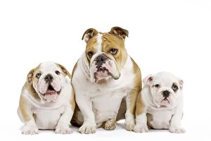 Images Dated 24th June 2000: Dog - English Bulldog - adult and puppies in studio