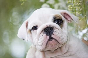 Images Dated 24th June 2000: Dog - English Bulldog close-up of face