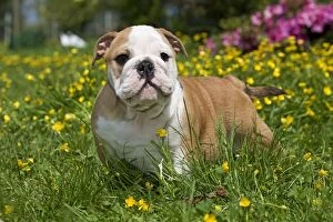 Images Dated 24th June 2000: Dog - English Bulldog in garden with flowers Digitally manipulated - eye changed