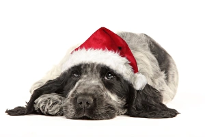 Dog - English Cocker Spaniel puppy in Christmas hat Dog - English Cocker Spaniel puppy in Christmas hat