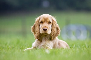 Dog - English Cocker Spaniel - puppy in garden Dog - English Cocker Spaniel - puppy in garden