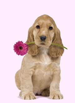 Dog - English Cocker Spaniel - puppy holding flower Dog - English Cocker Spaniel - puppy holding flower