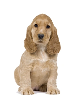 Dog - English Cocker Spaniel - puppy in studio Dog - English Cocker Spaniel - puppy in studio