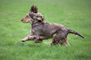 Dog - English Cocker Spaniel running Dog - English Cocker Spaniel running
